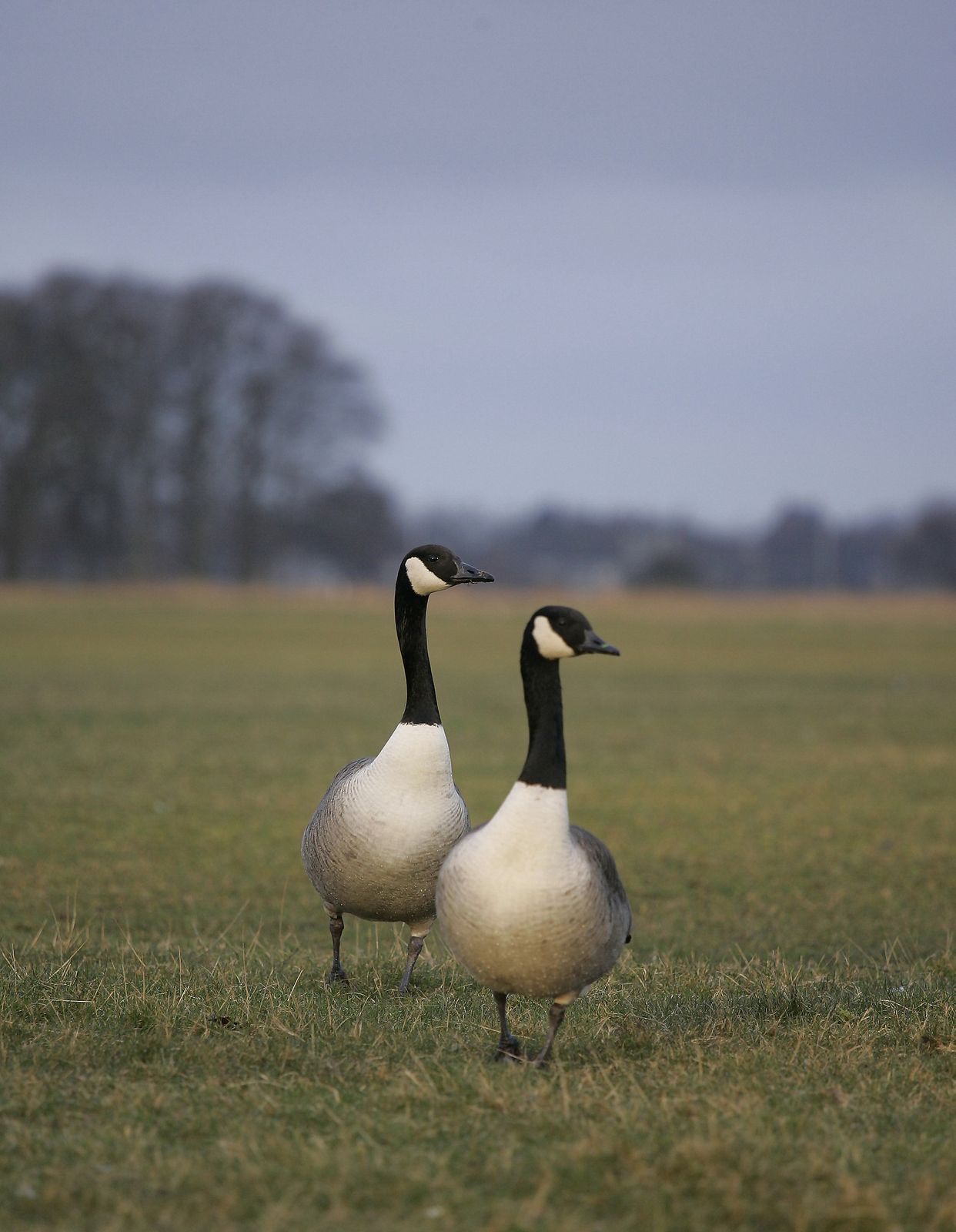 Wanstead Birder One of those Days